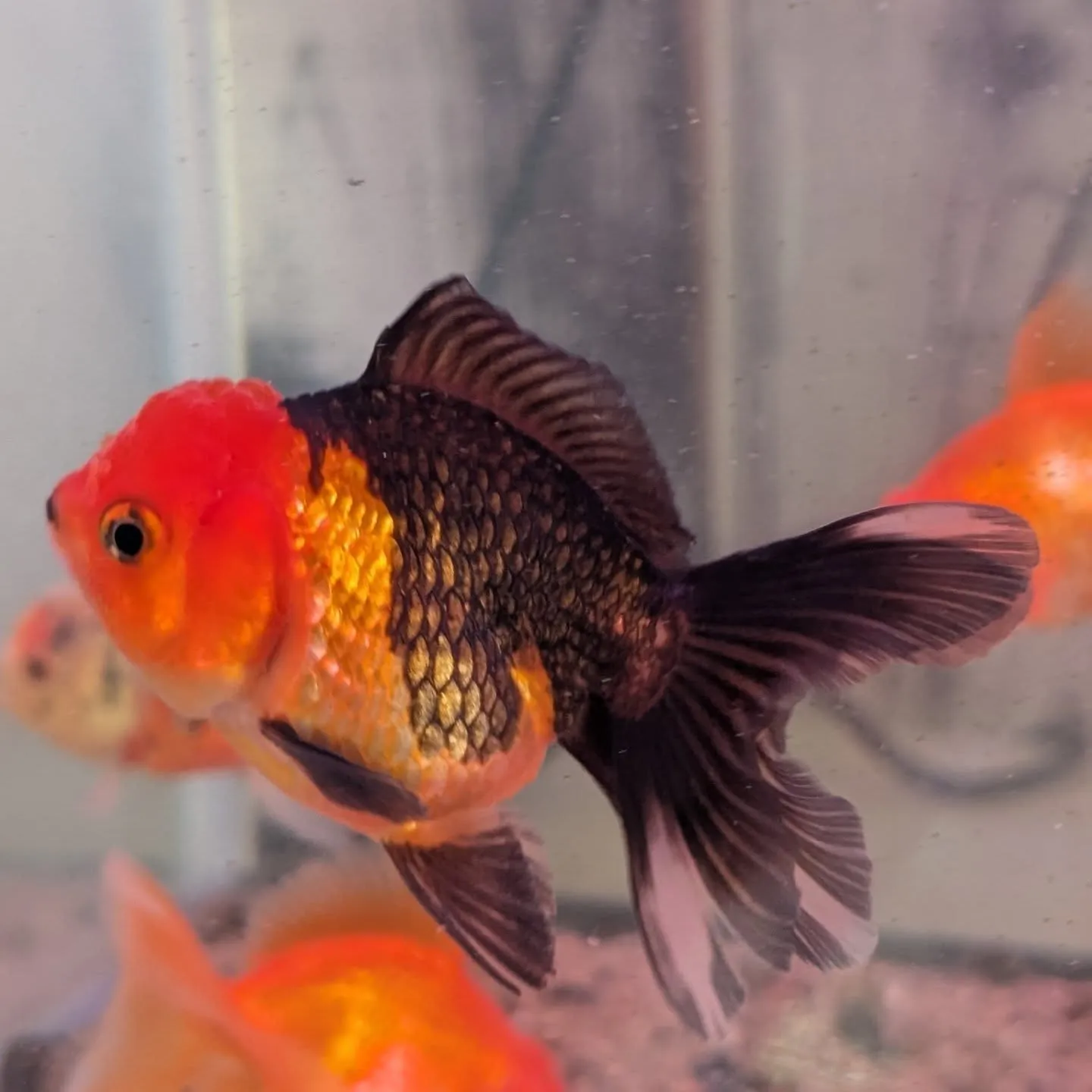 本日の入荷情報✨(金魚)