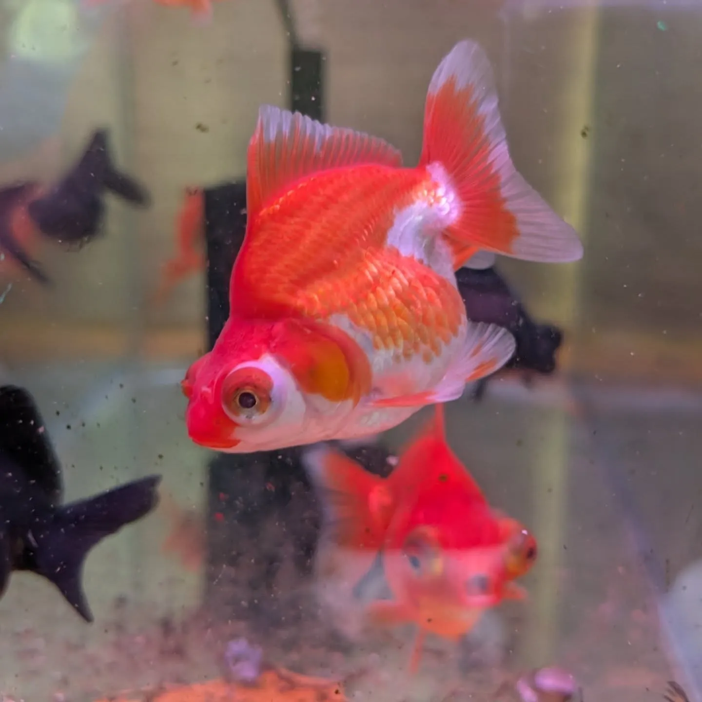 本日の入荷情報✨(金魚)