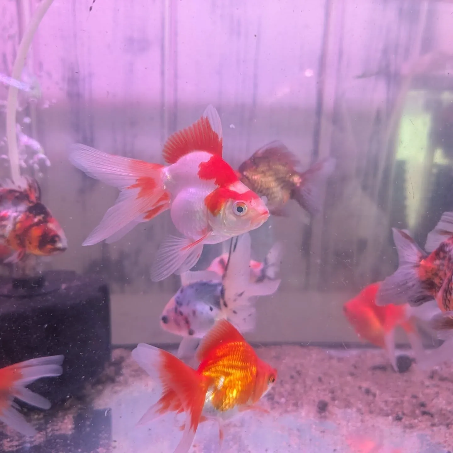 本日の入荷情報✨(金魚)