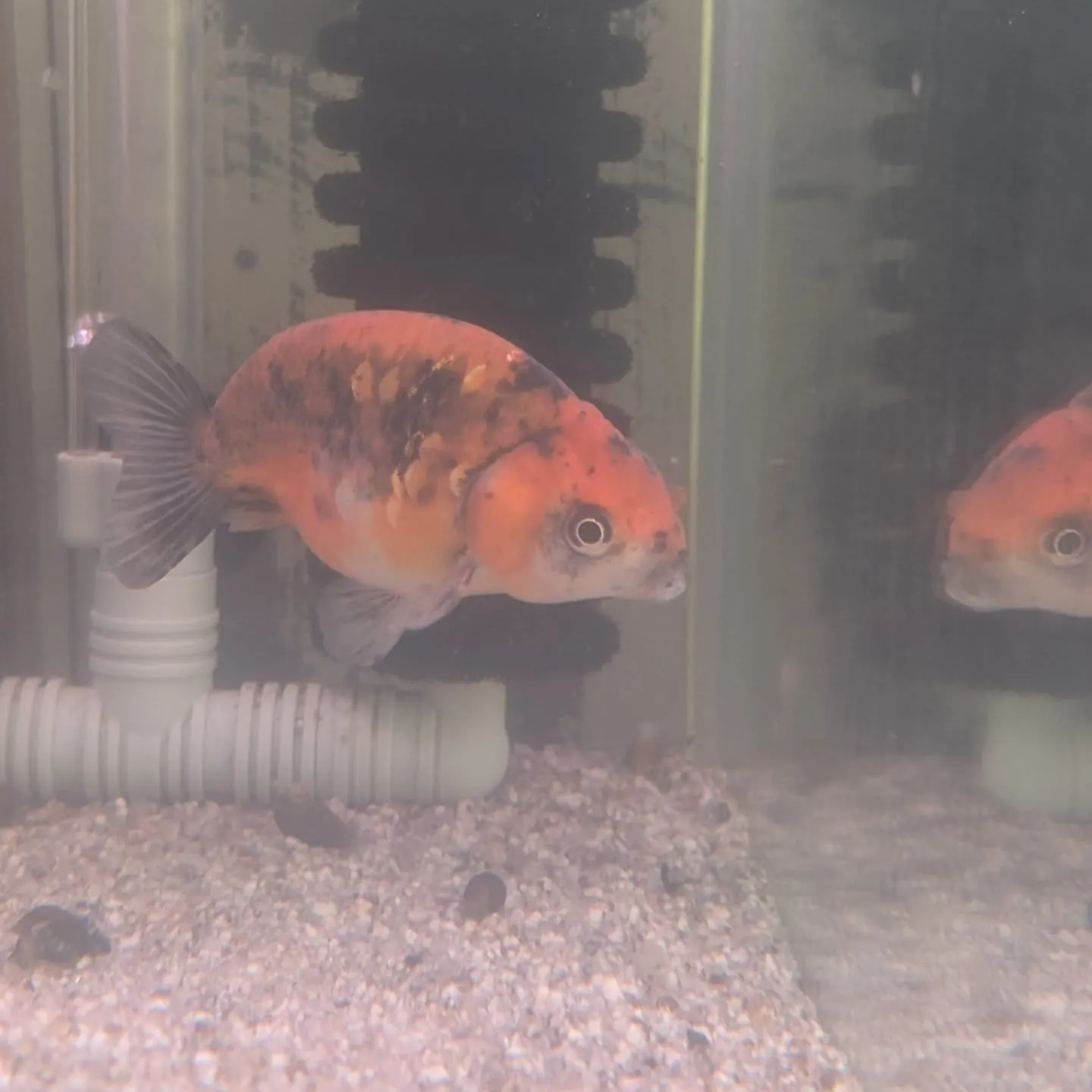 本日の入荷情報✨(金魚)