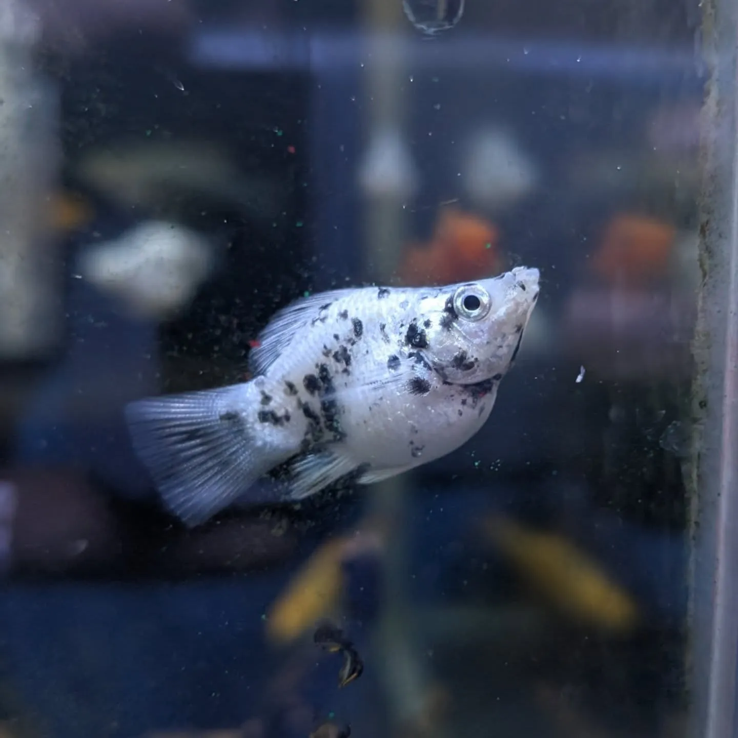 本日の入荷情報✨(熱帯魚)