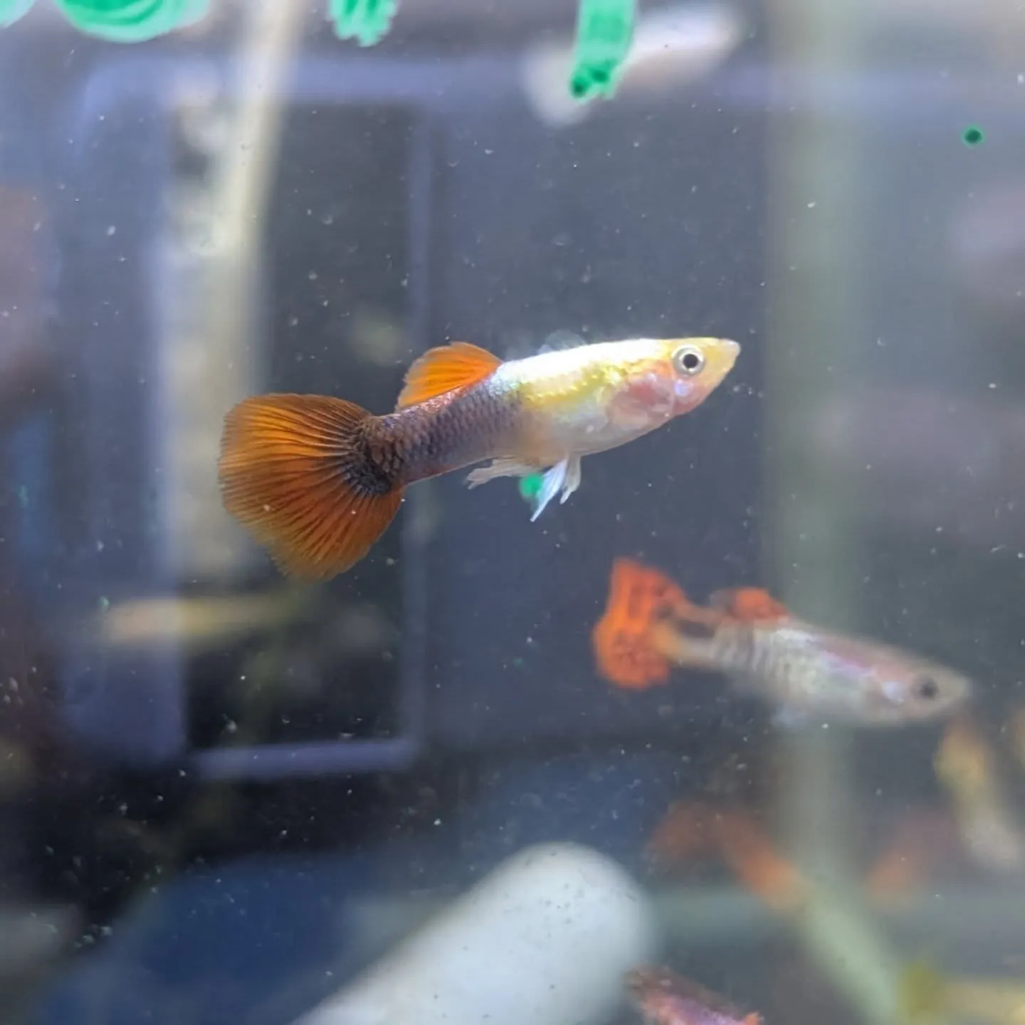 本日の入荷情報✨(熱帯魚)