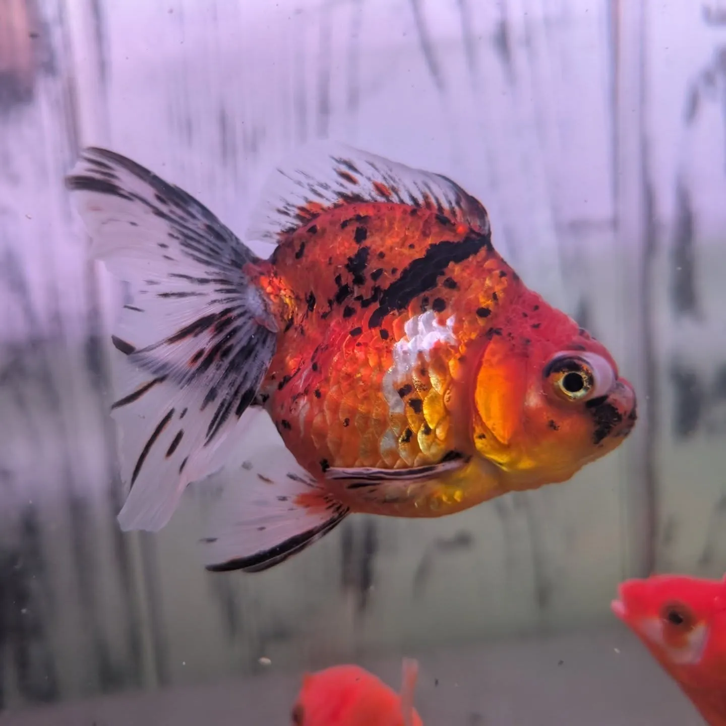 本日の入荷情報✨(金魚、熱帯魚)