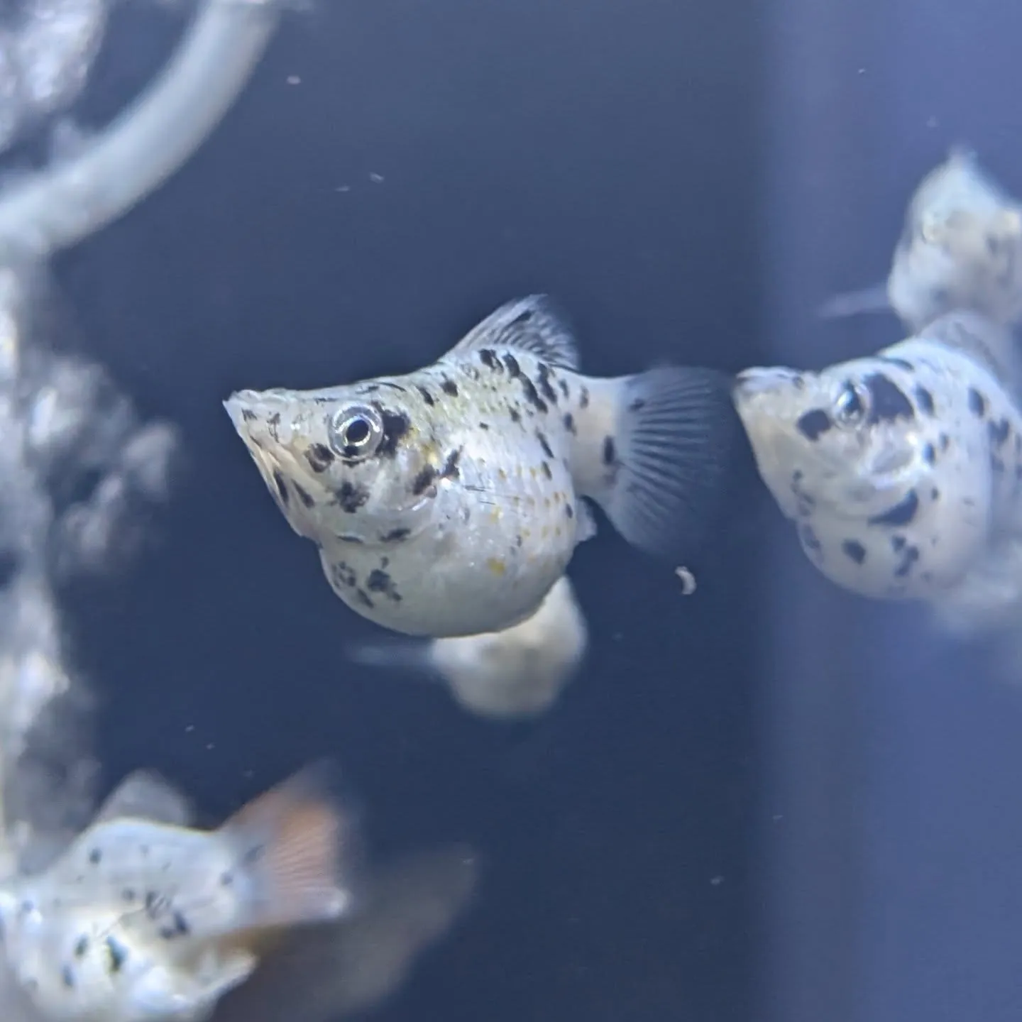 熱帯魚好き必見バルーンモーリーの魅力と飼育のコツを徹底解説