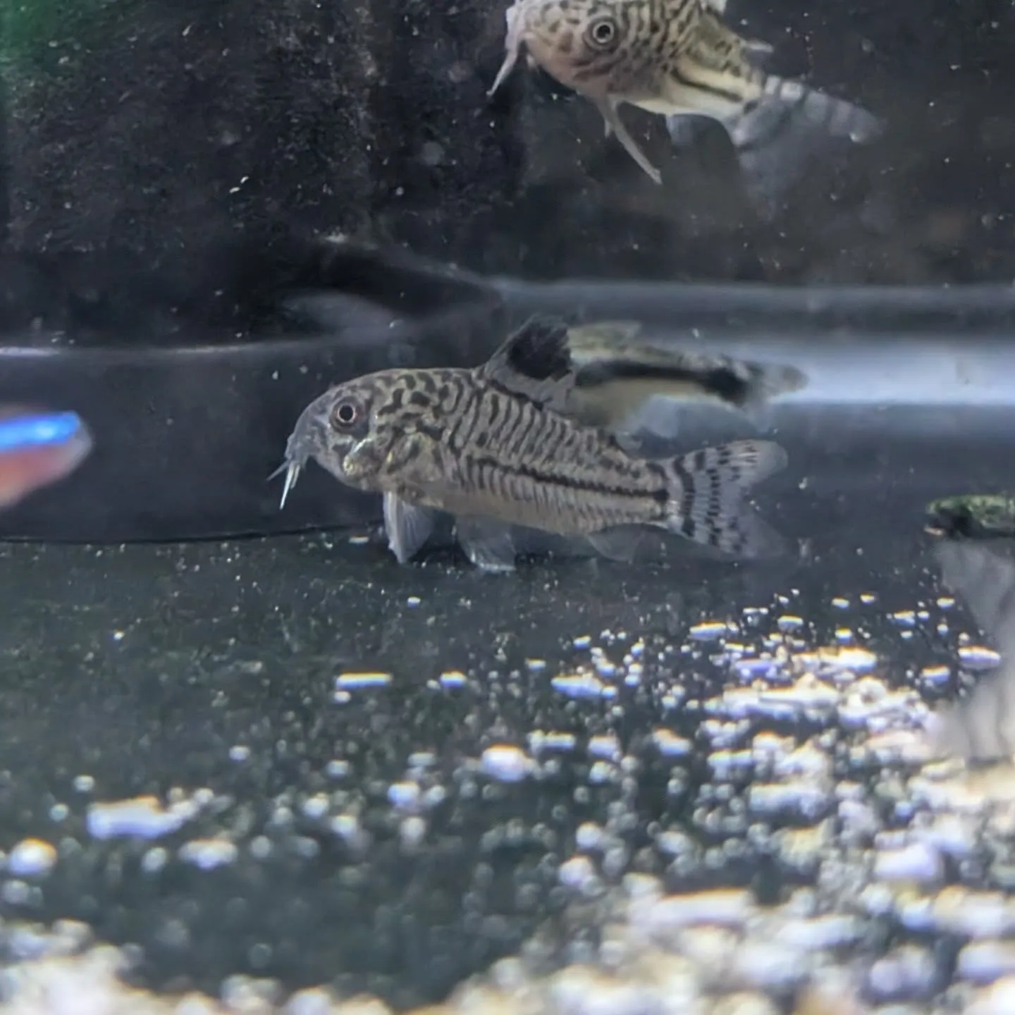 本日の入荷情報✨(金魚、熱帯魚)