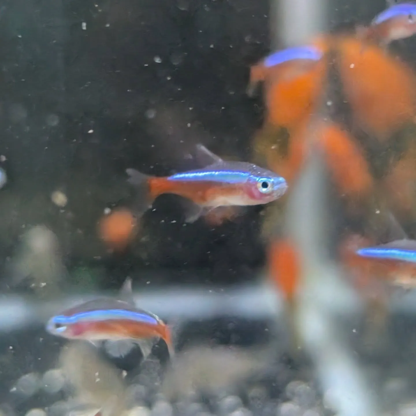 本日の入荷情報✨(金魚、熱帯魚)