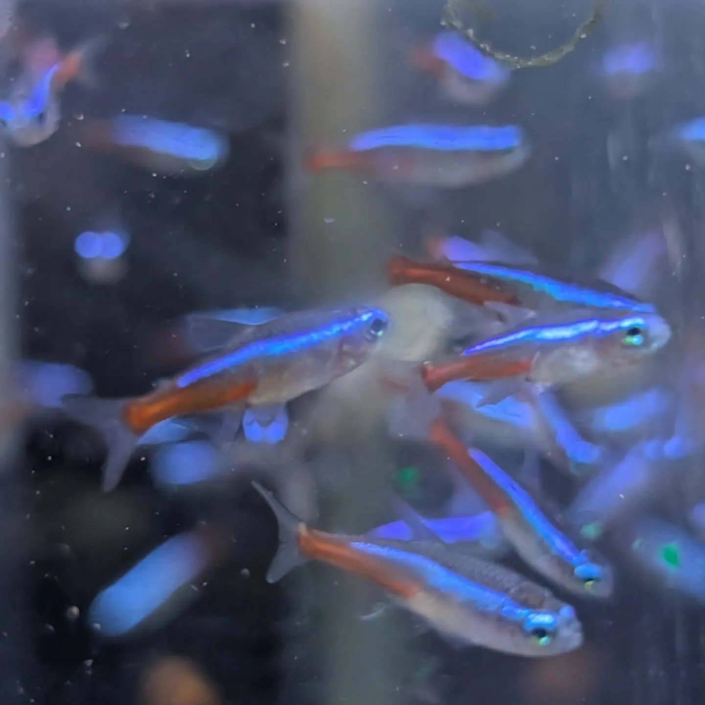 本日の入荷情報✨(金魚、熱帯魚)