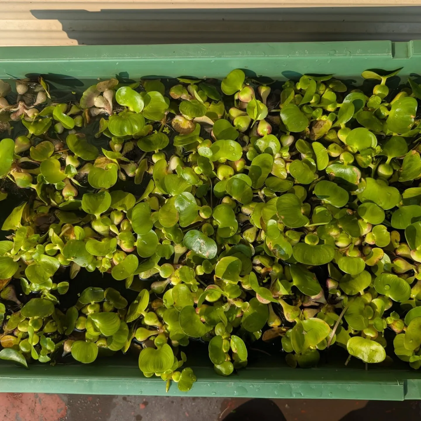 本日の入荷情報✨(金魚、水草)