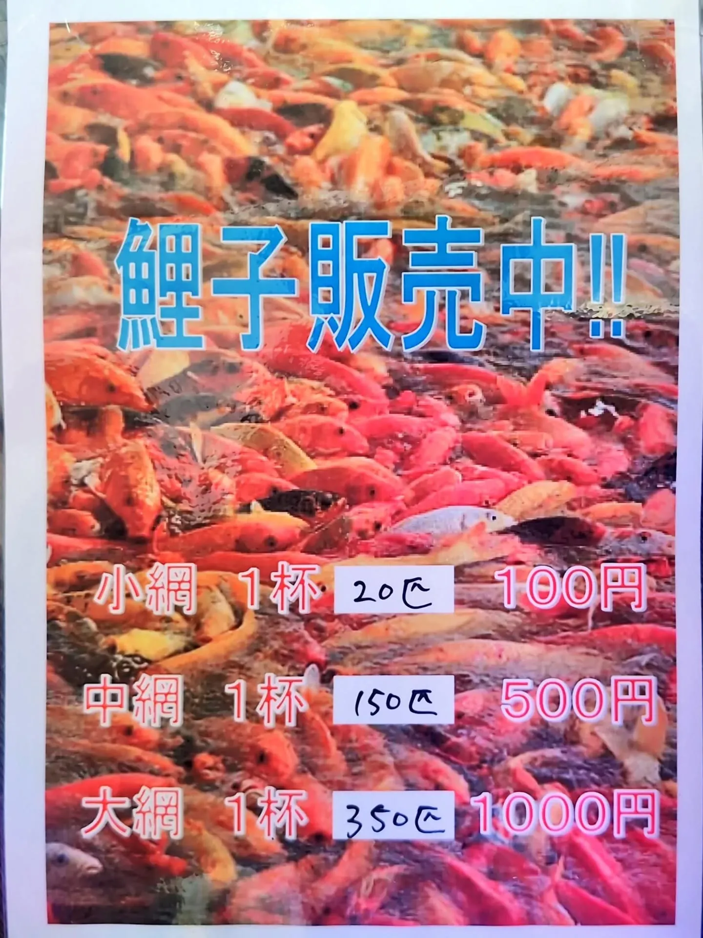 鯉子販売再開🎉