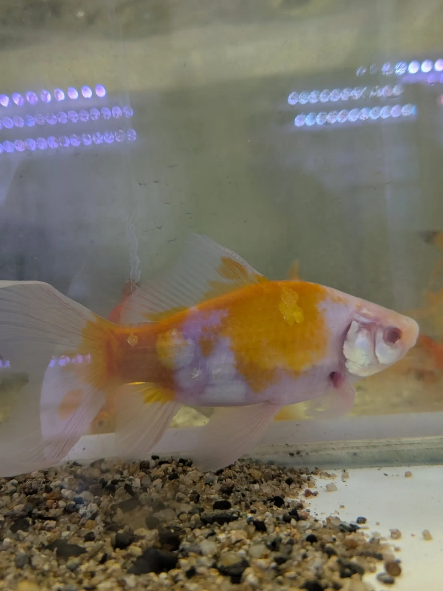 本日の入荷情報✨(金魚)