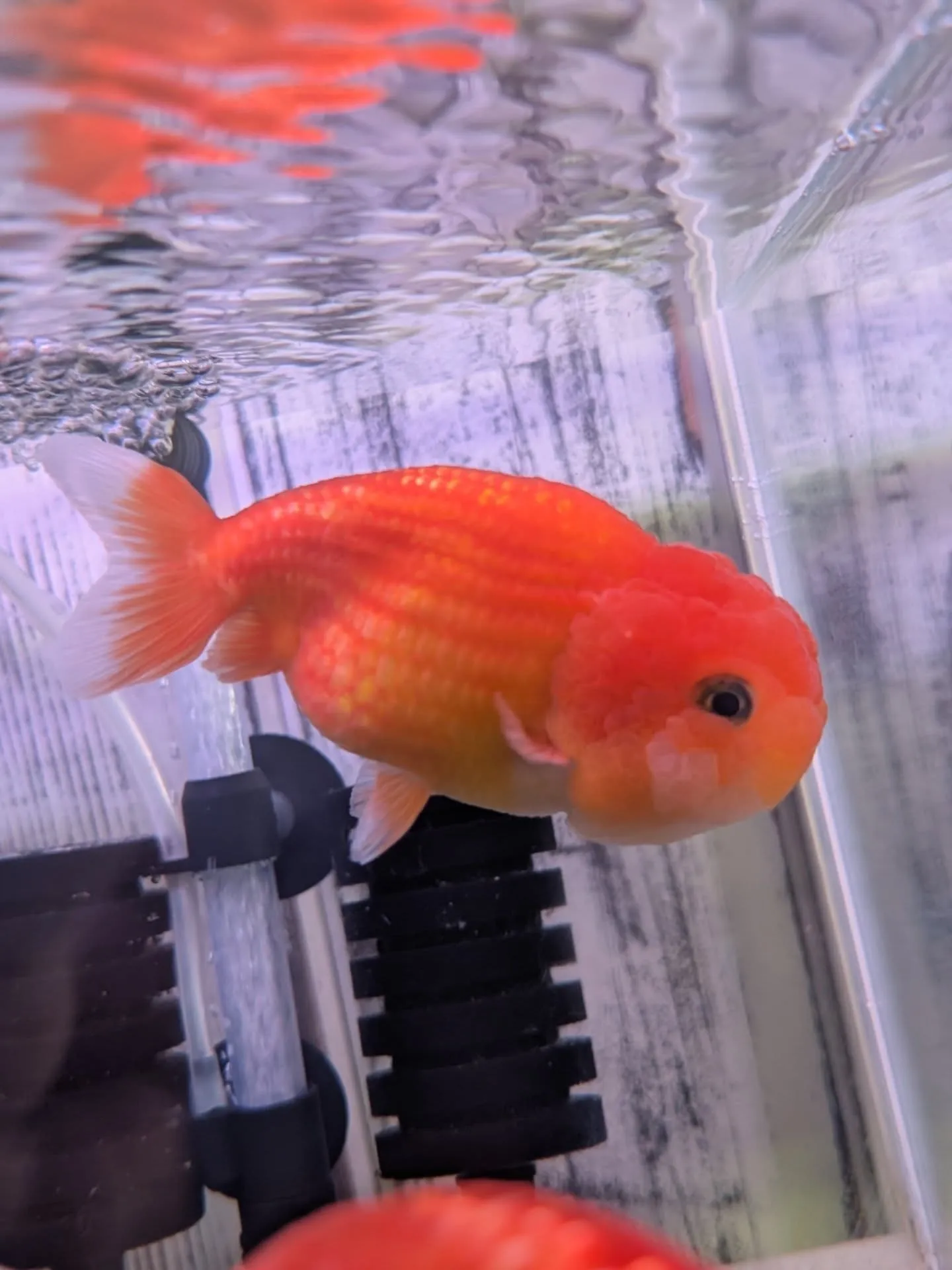 本日の入荷情報✨(金魚)