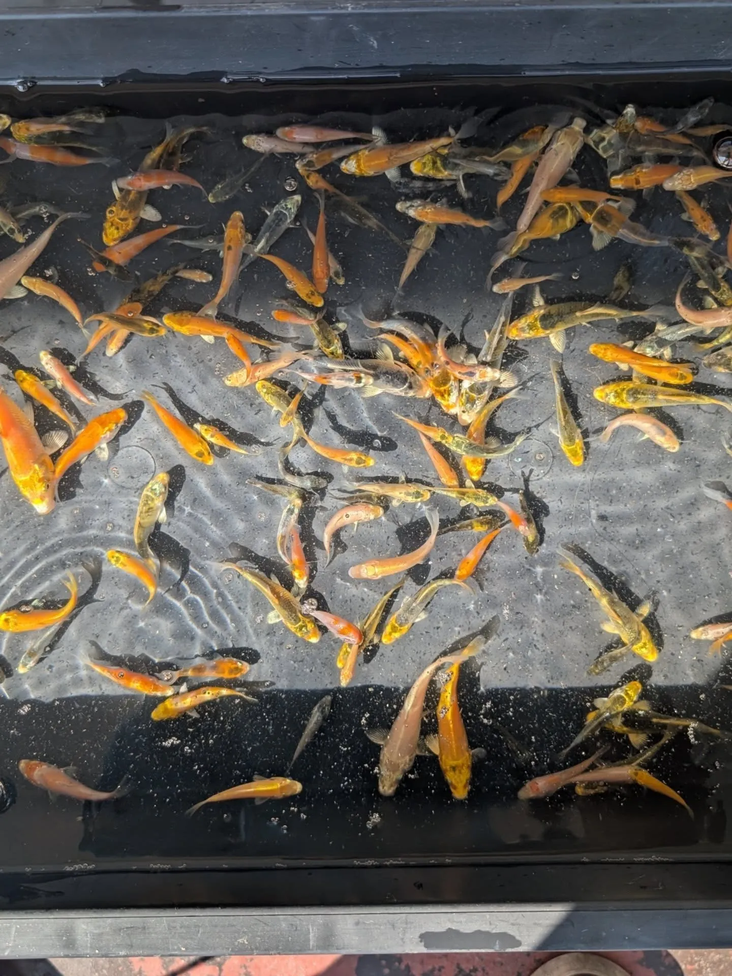 本日の入荷情報✨(金魚)