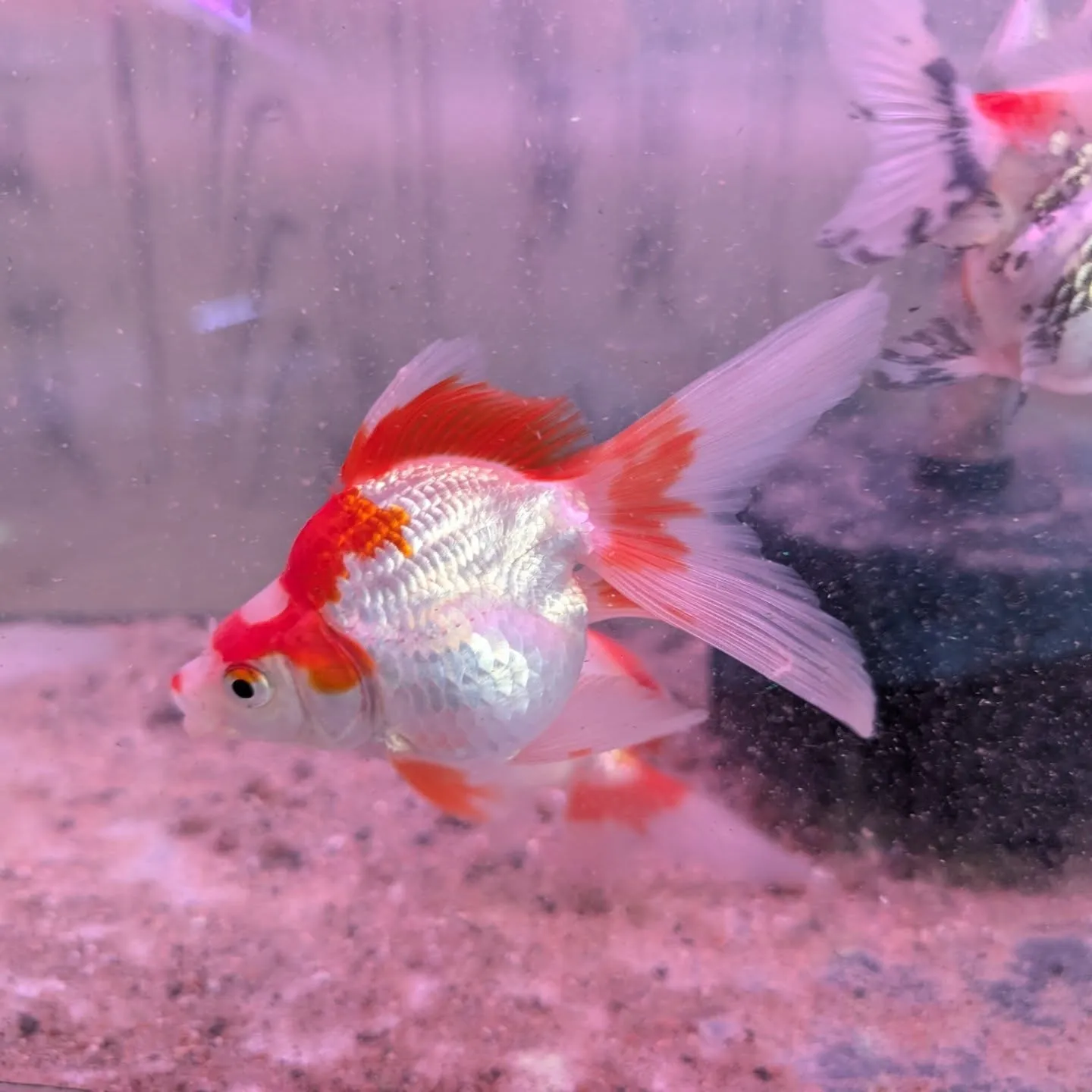本日の入荷情報✨(金魚、熱帯魚)