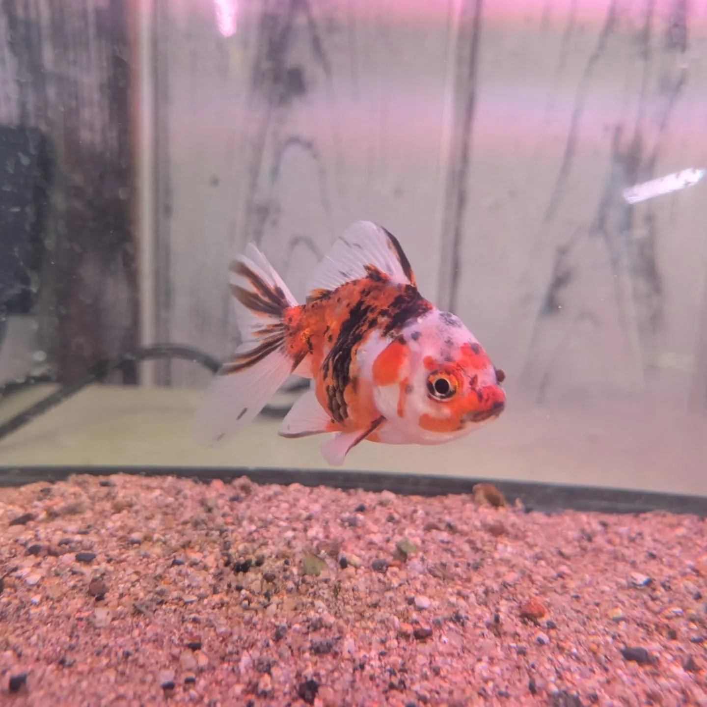本日の入荷情報✨(金魚、熱帯魚)