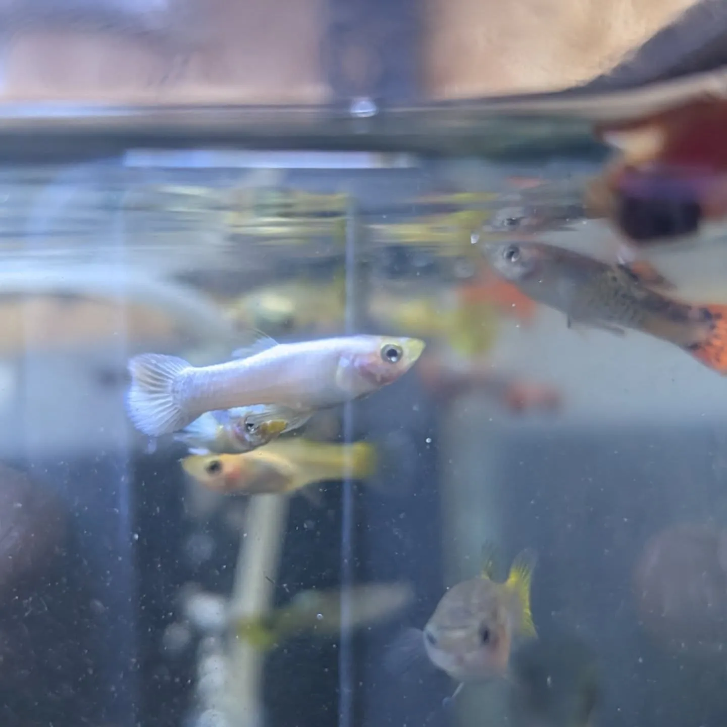 本日の入荷情報✨(熱帯魚、水草)