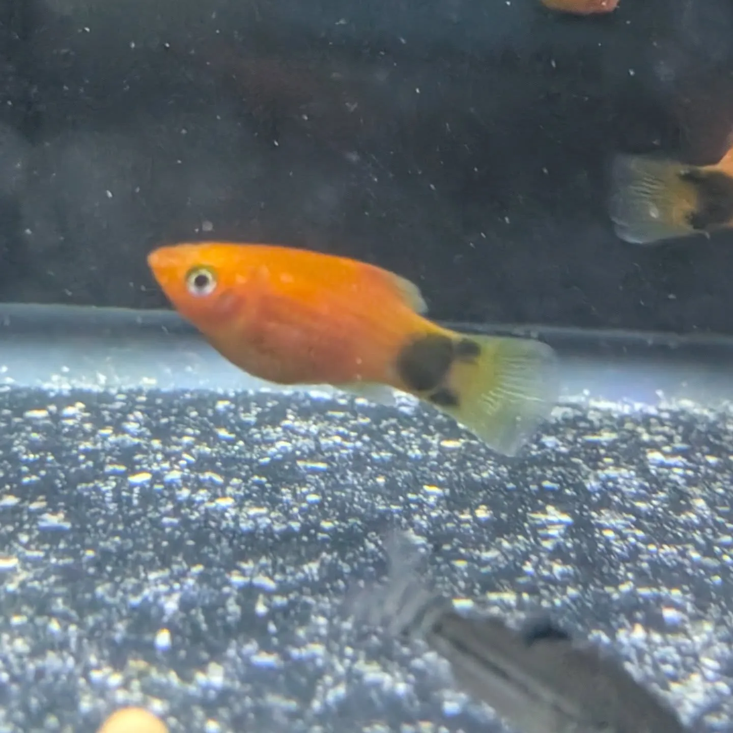 本日の入荷情報✨(熱帯魚、水草)