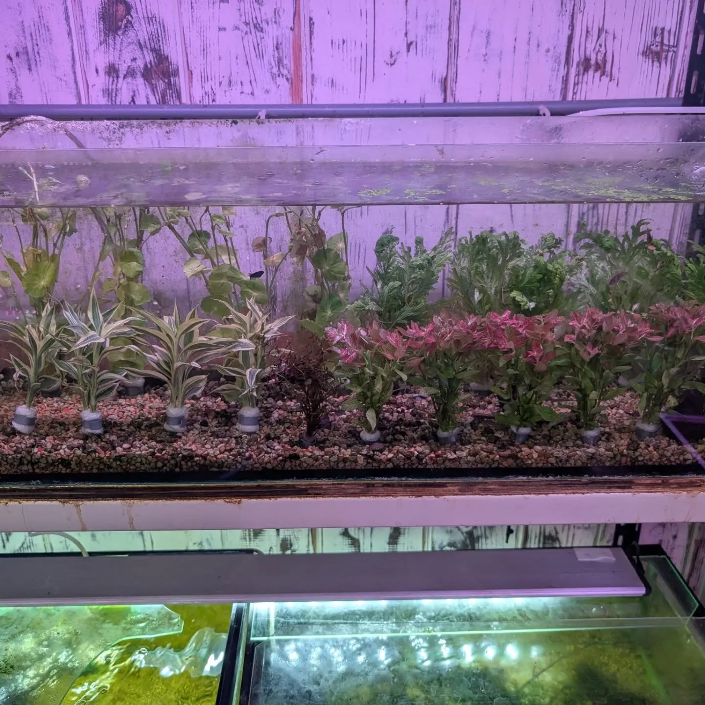 本日の入荷情報✨(熱帯魚、水草)