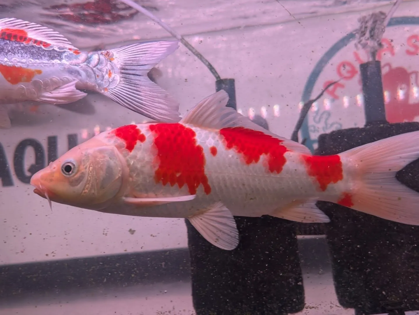 本日の入荷情報✨(錦鯉、金魚、メダカ)