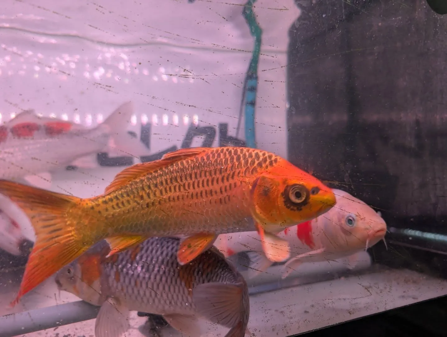 本日の入荷情報✨(錦鯉、金魚、メダカ)