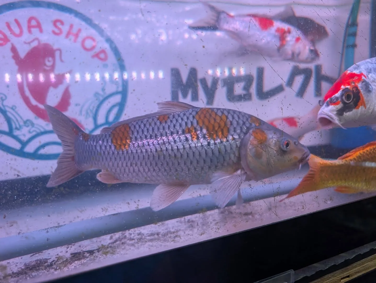 本日の入荷情報✨(錦鯉、金魚、メダカ)