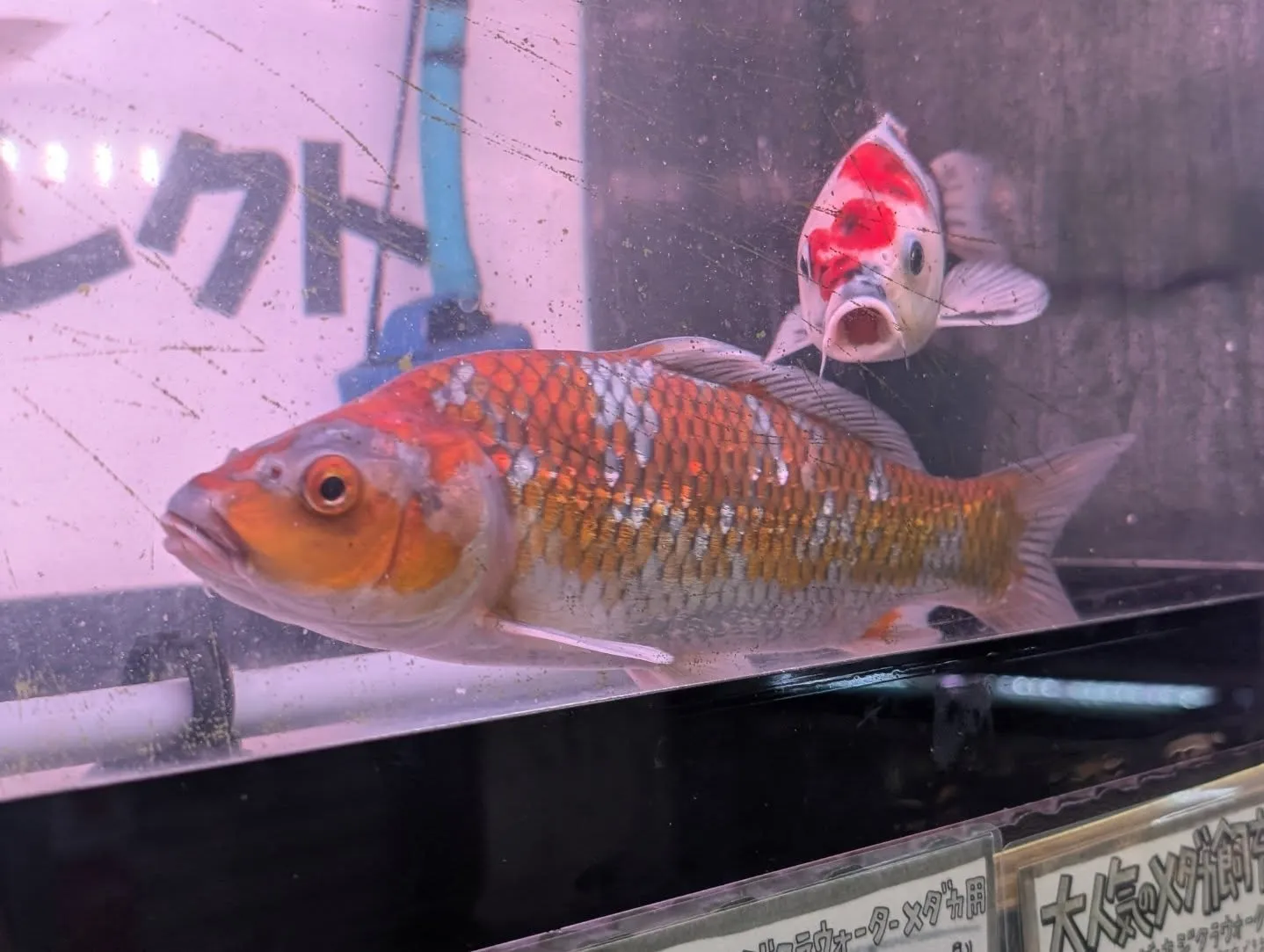 本日の入荷情報✨(錦鯉、金魚、メダカ)