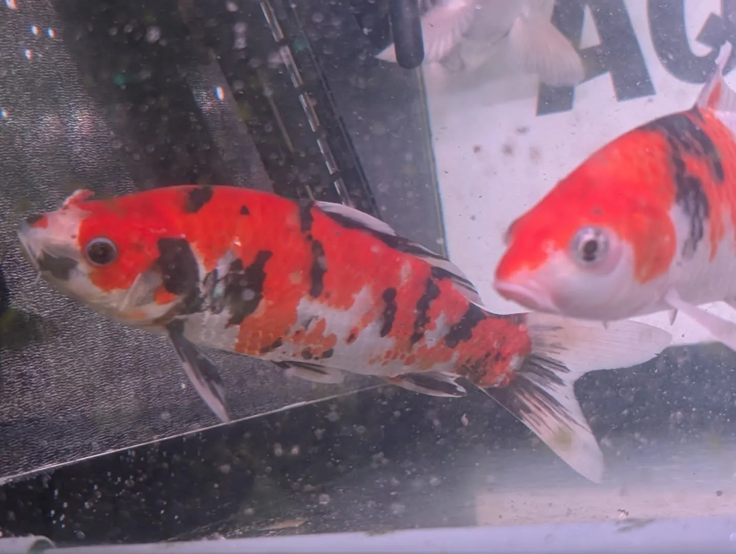 本日の入荷情報✨(錦鯉、金魚、メダカ)