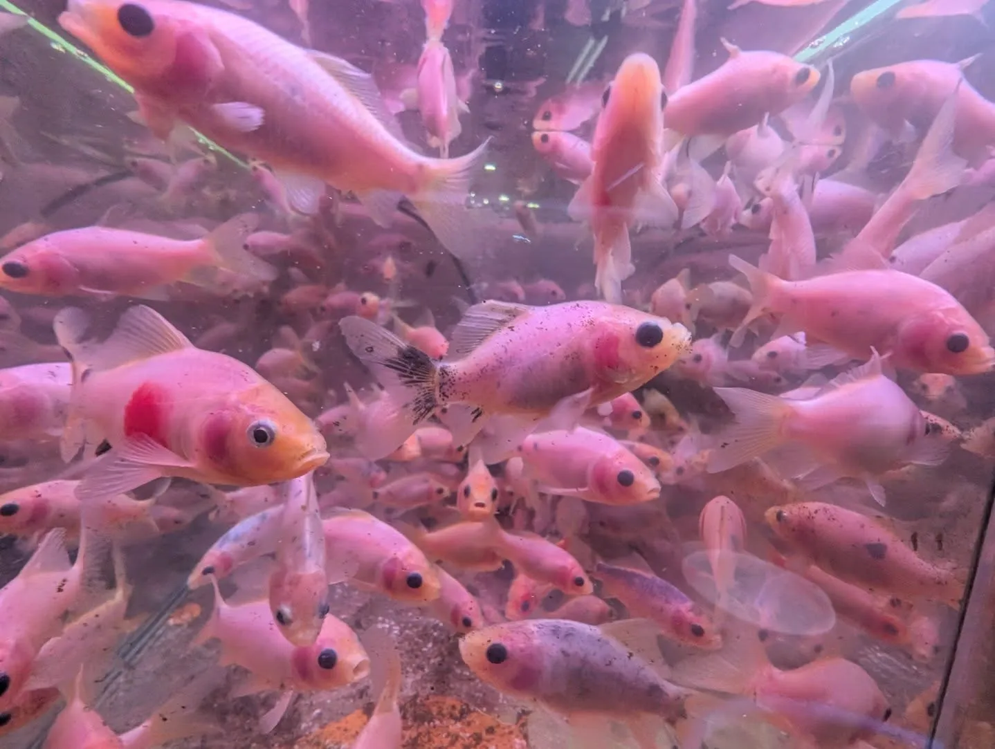 本日の入荷情報✨(錦鯉、金魚、メダカ)