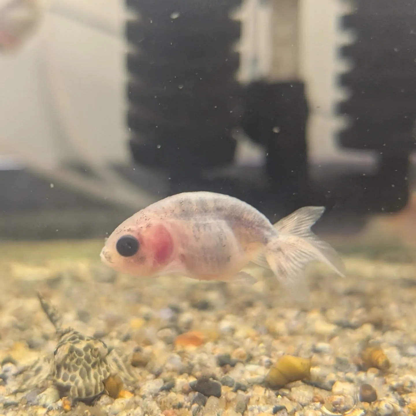 本日の入荷情報✨(金魚)