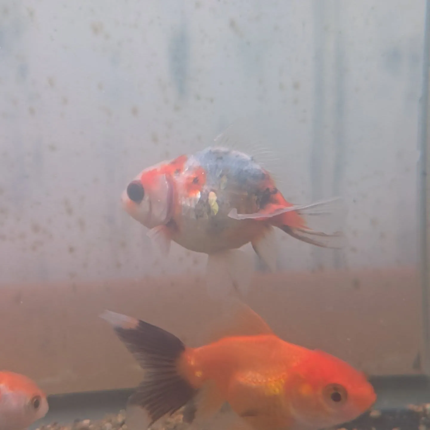 本日の入荷情報✨(金魚)