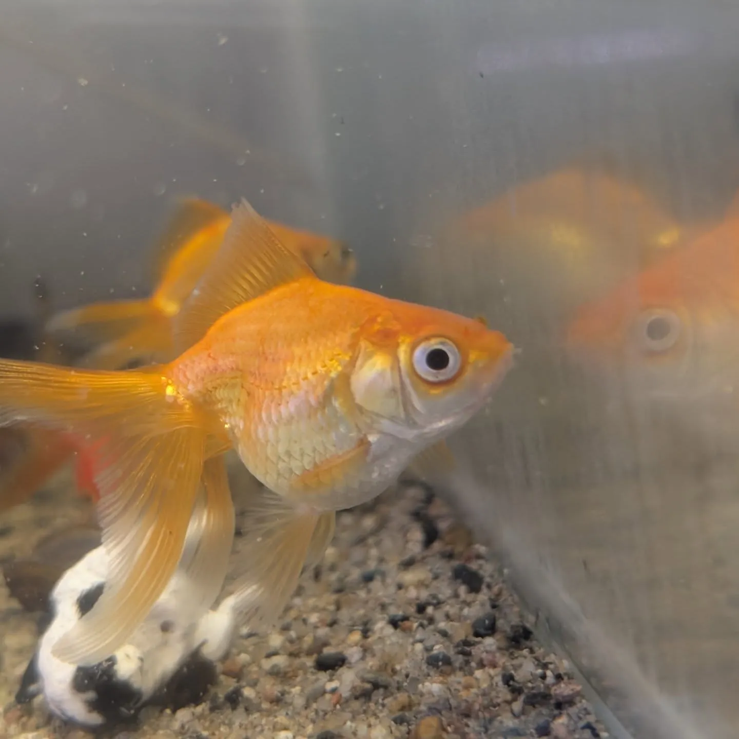 本日の入荷情報✨(金魚)