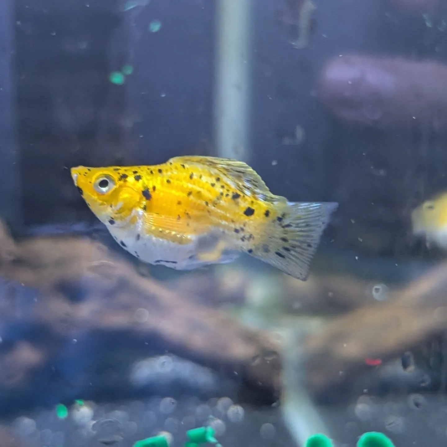 本日の入荷情報✨(熱帯魚)