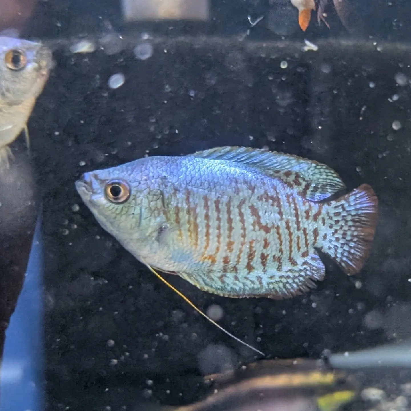 本日の入荷情報✨(熱帯魚)