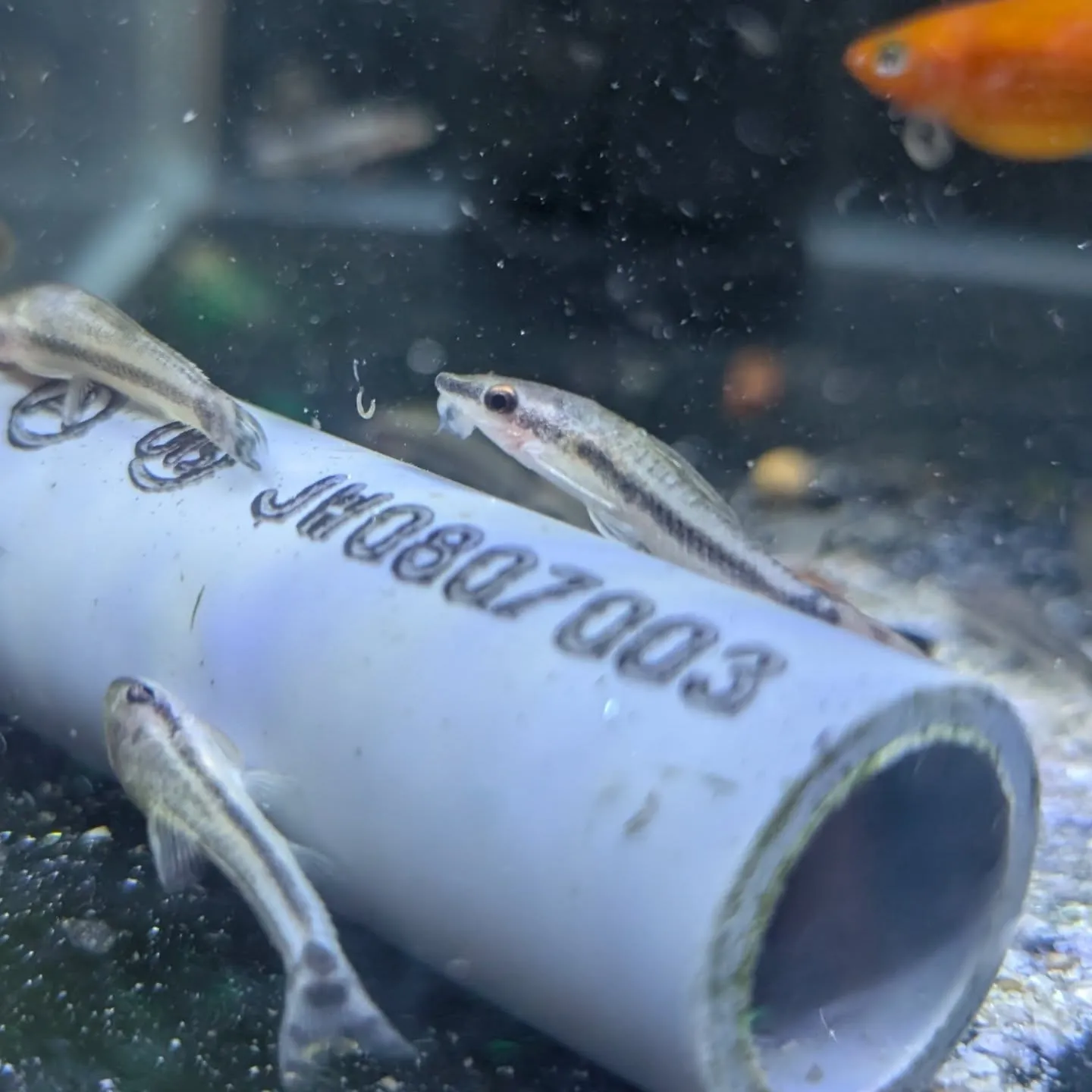 本日の入荷情報✨(熱帯魚)