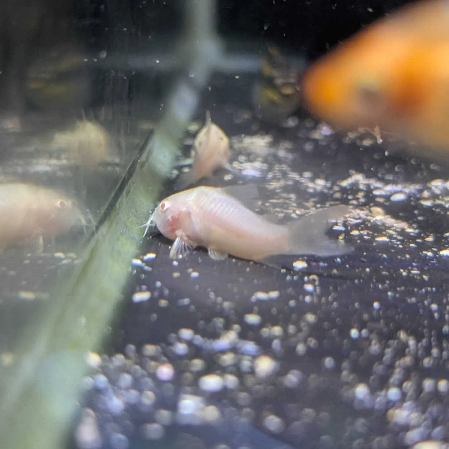 本日の入荷情報✨(熱帯魚)