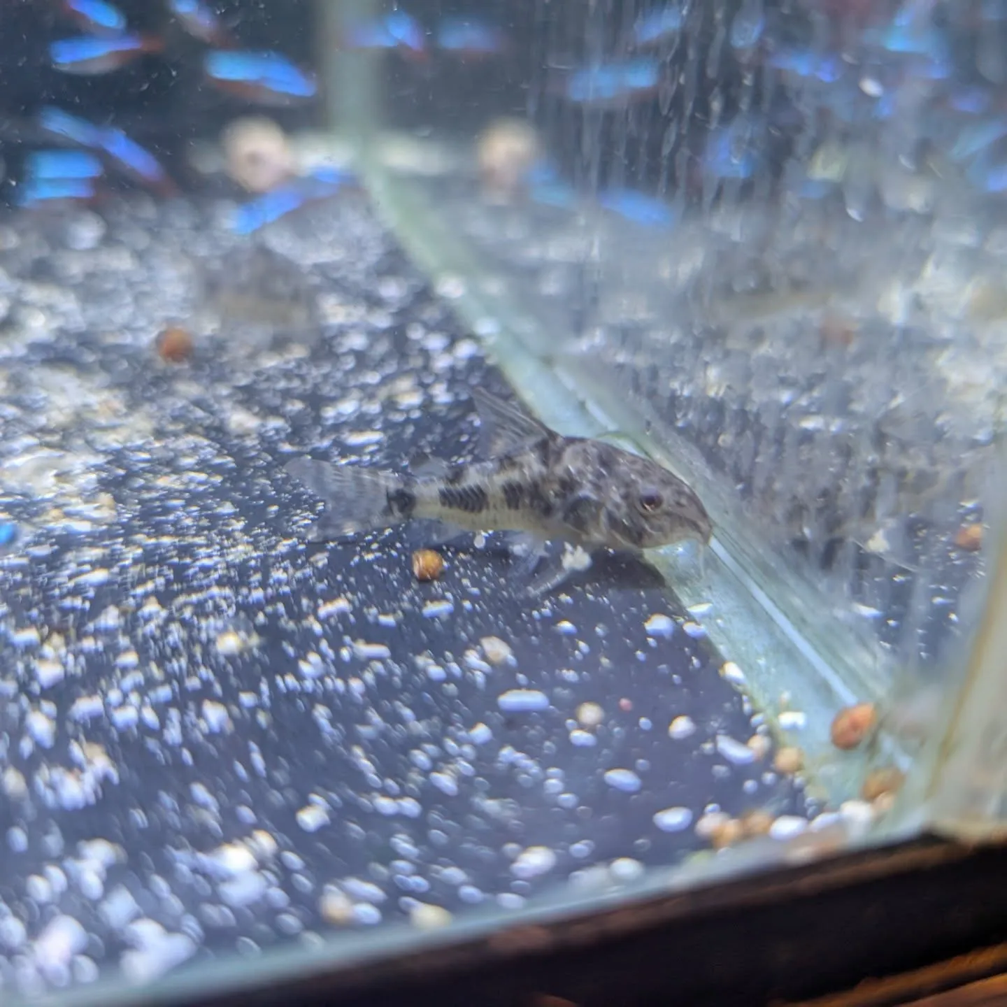 本日の入荷情報✨(熱帯魚)