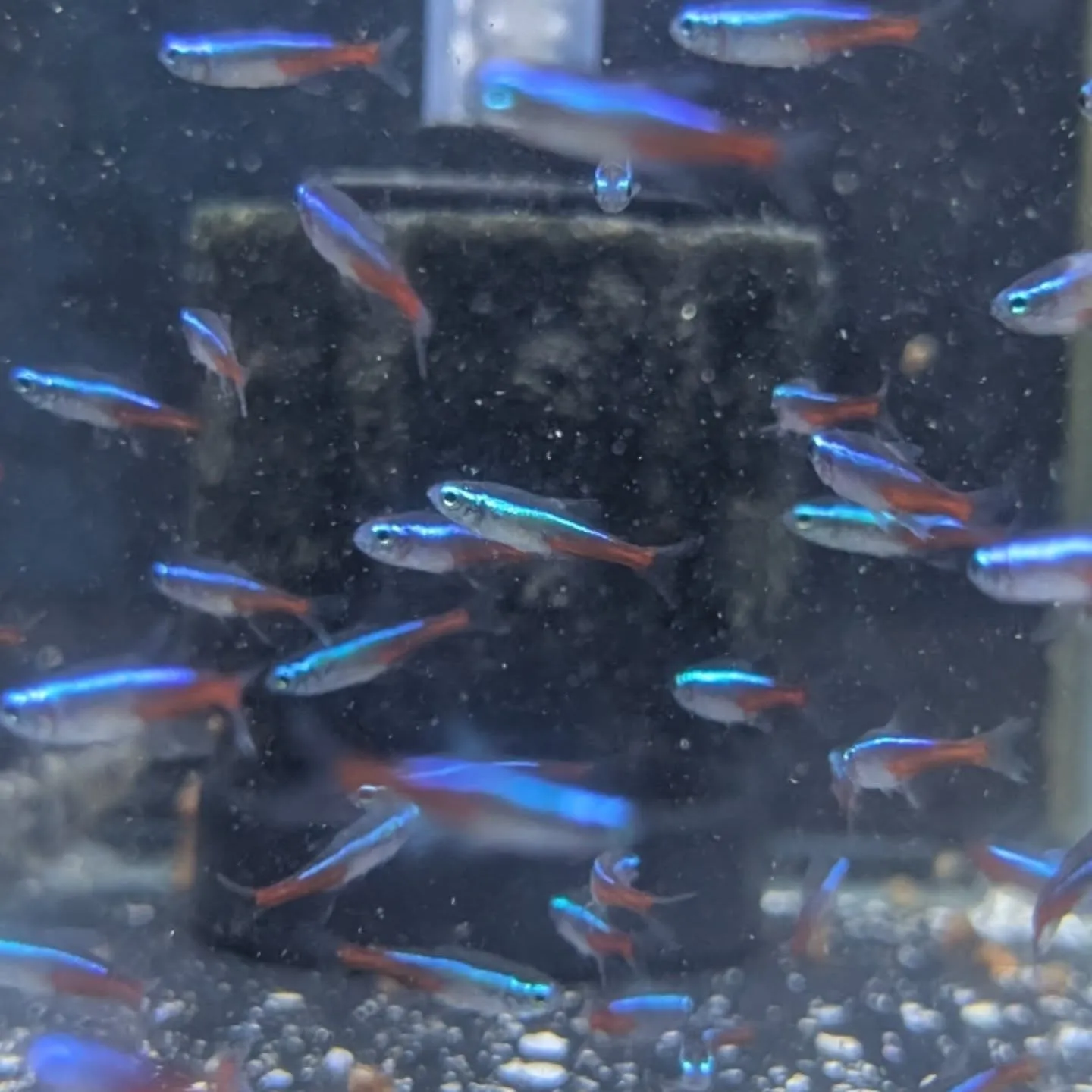 本日の入荷情報✨(熱帯魚)