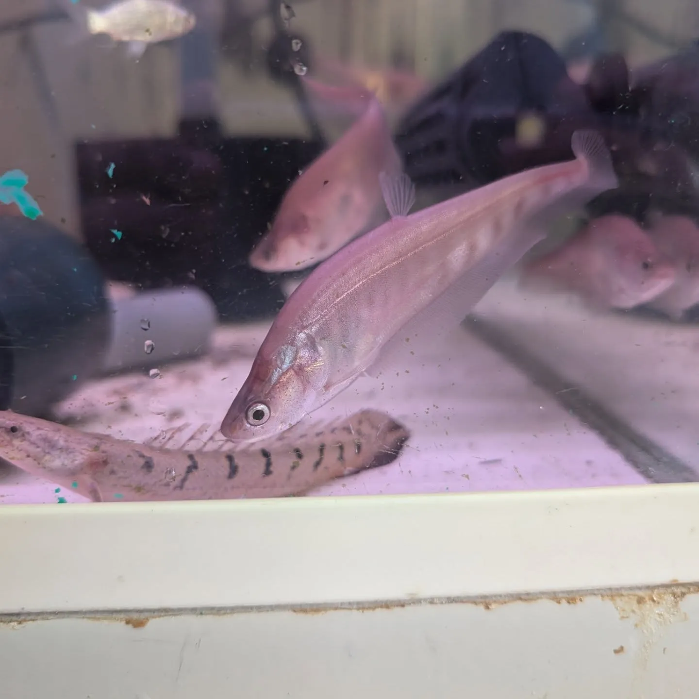 本日の入荷情報✨(熱帯魚)