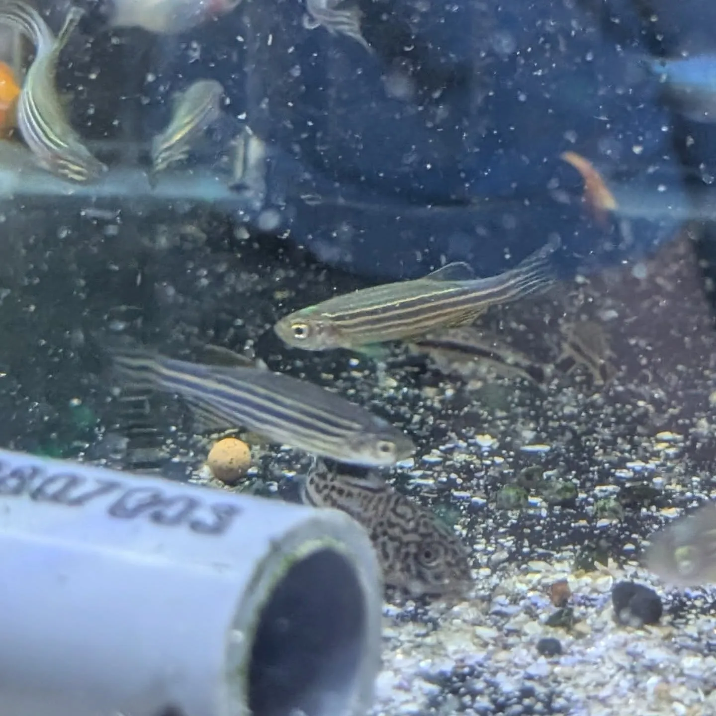 本日の入荷情報✨(熱帯魚)