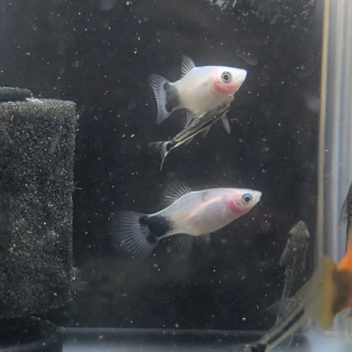 本日の入荷情報✨(熱帯魚)