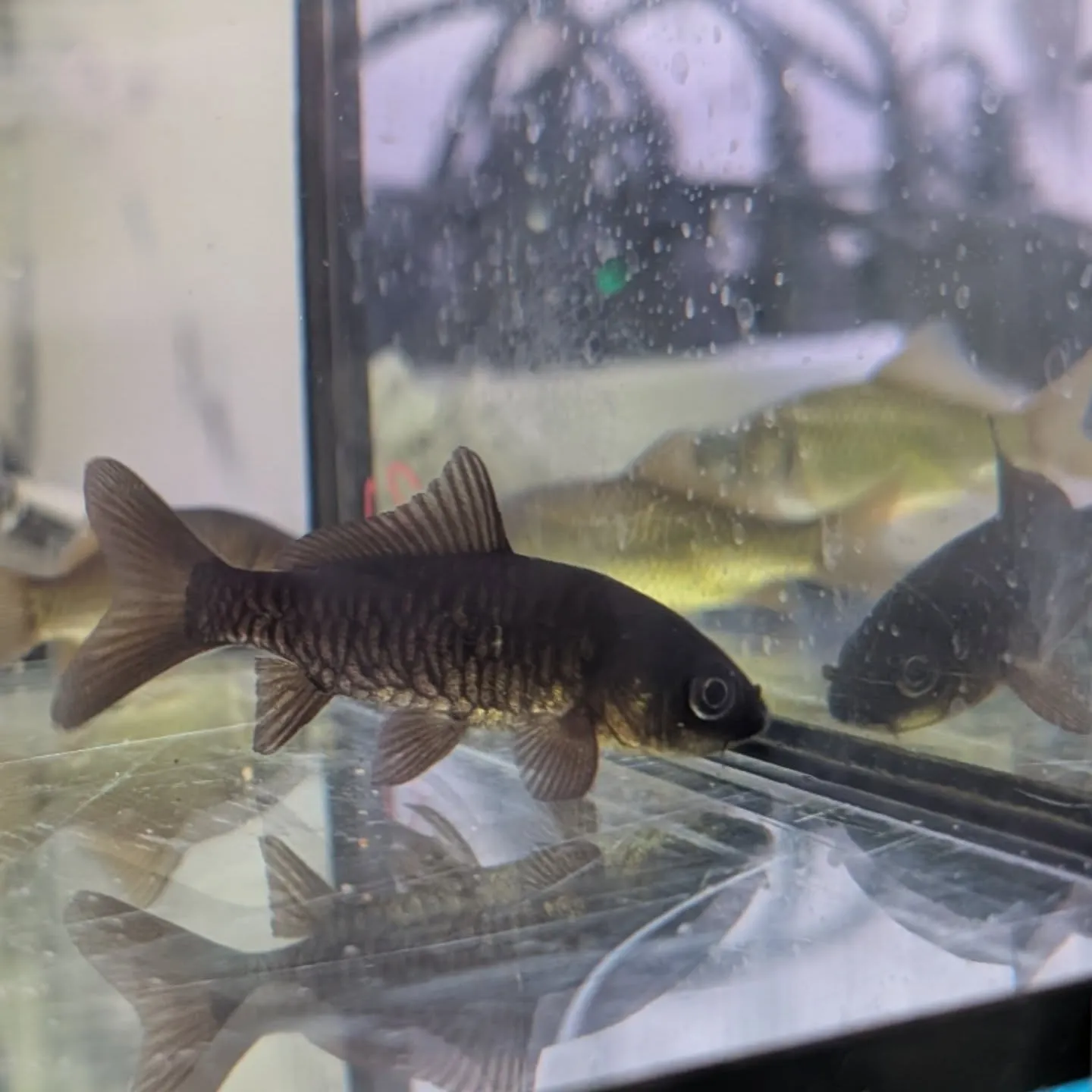 本日の入荷情報✨(金魚)