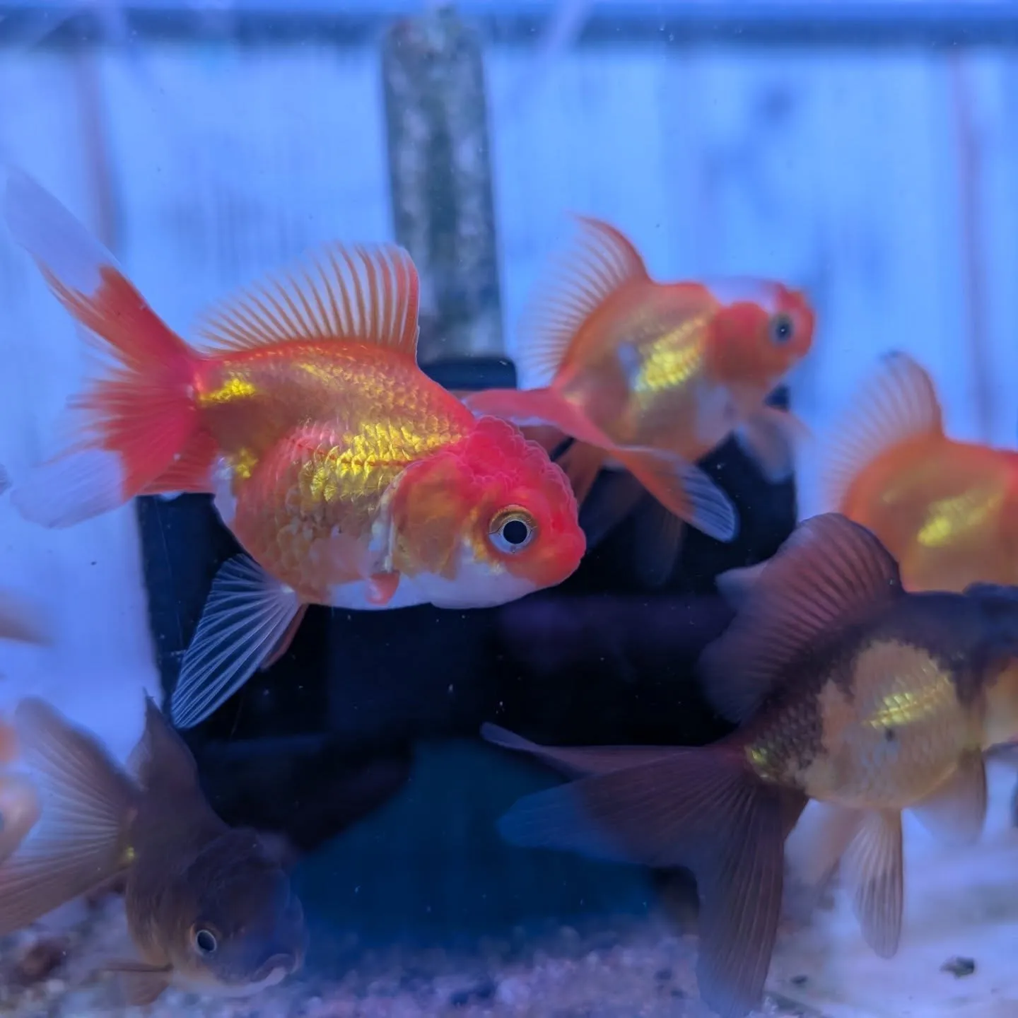 本日の入荷情報✨(金魚)