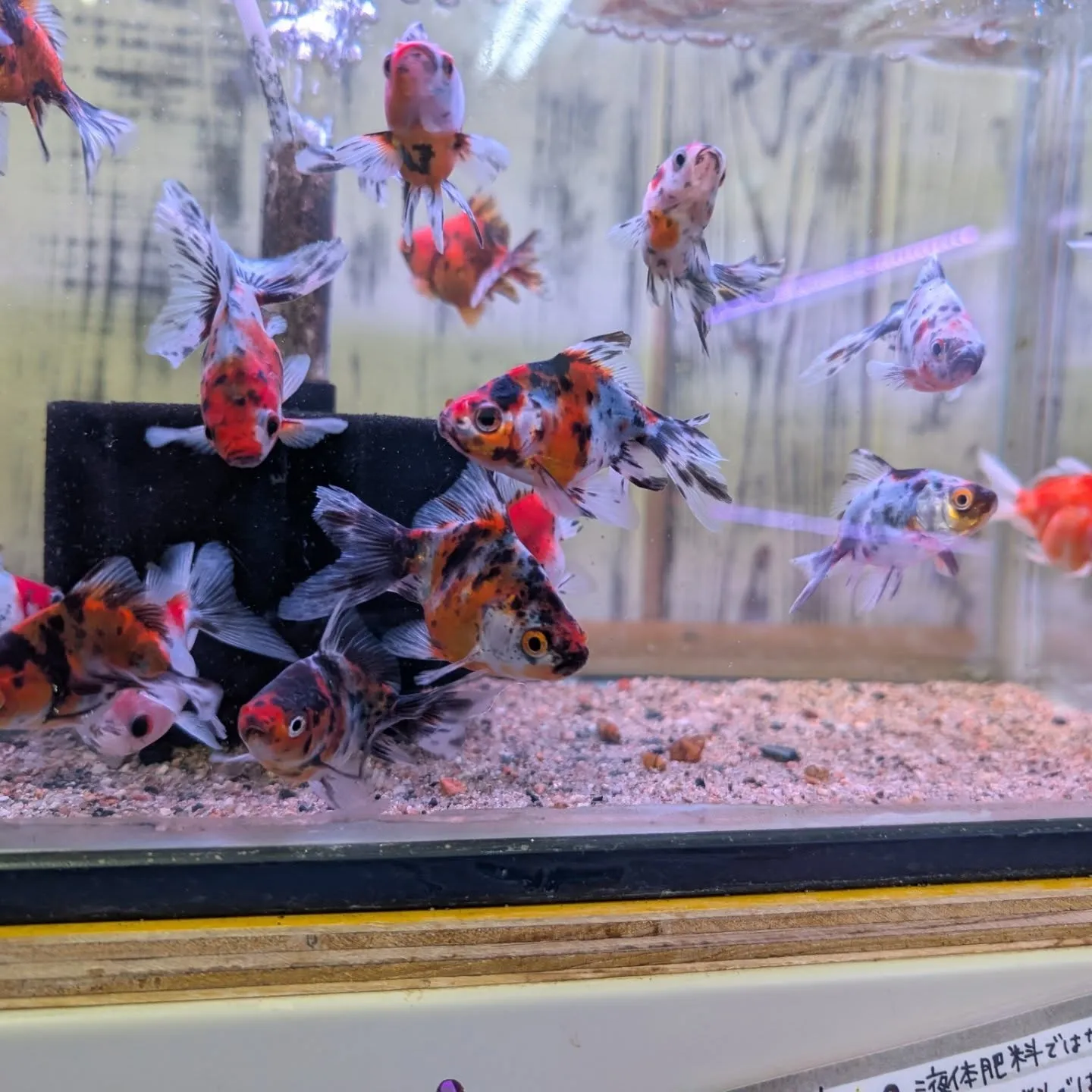 本日の入荷情報✨(金魚)