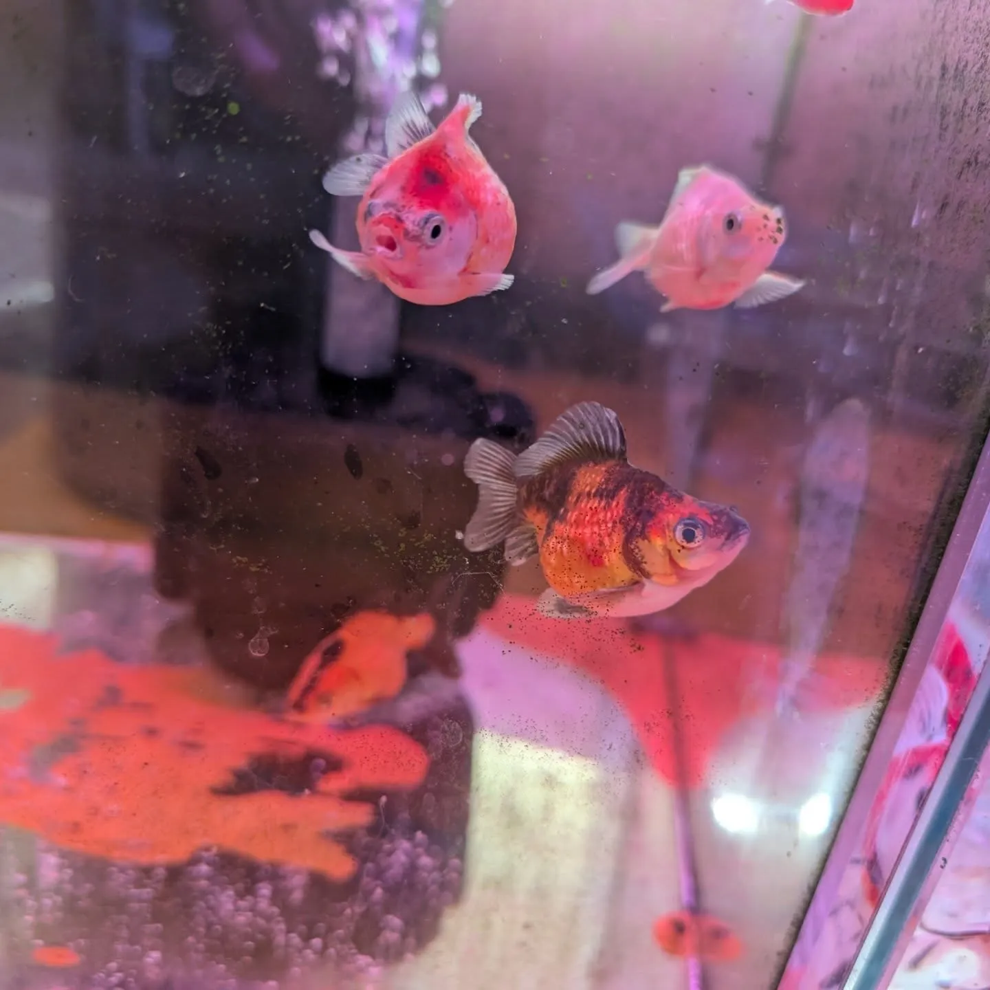 本日の入荷情報✨(金魚)
