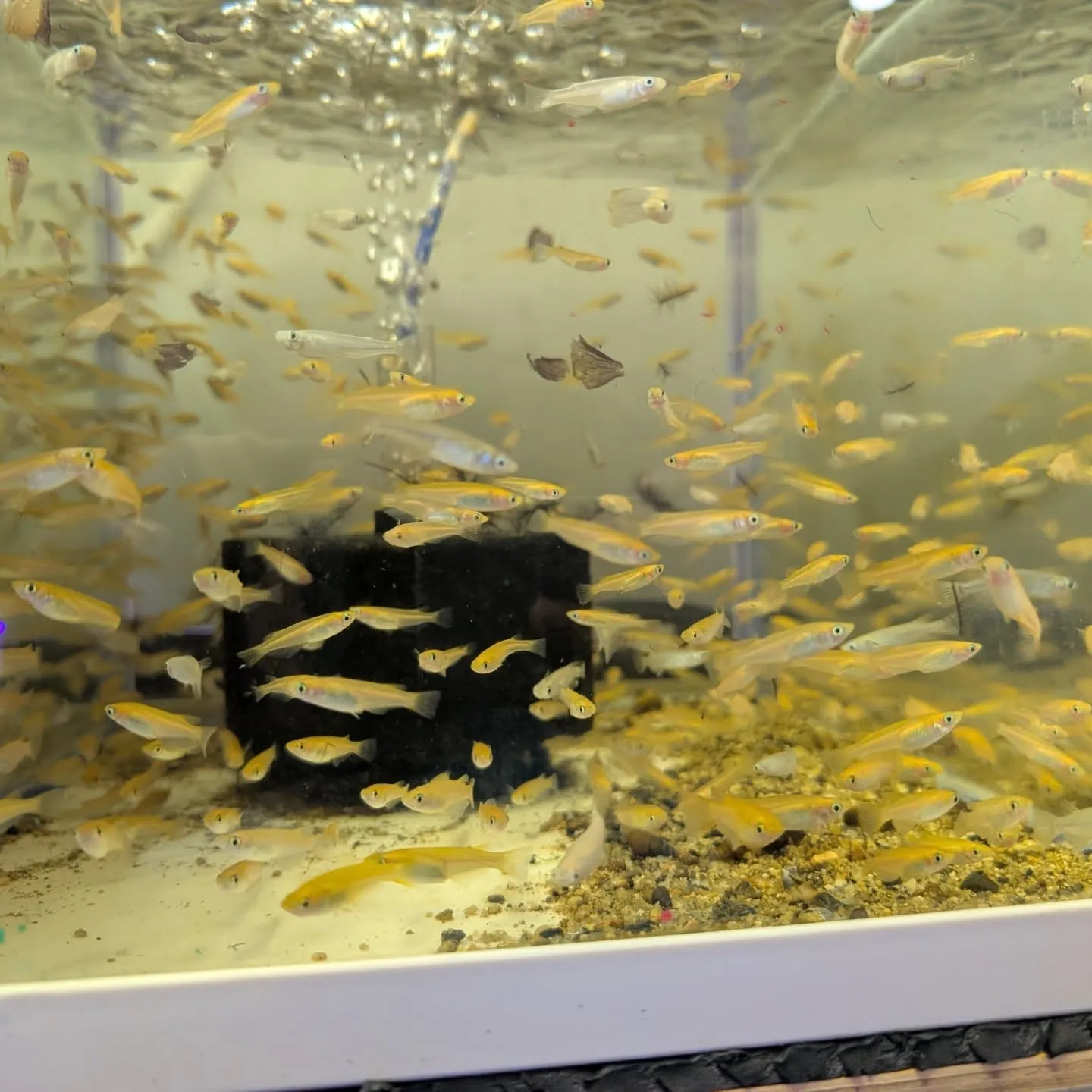 本日の入荷情報✨(金魚)