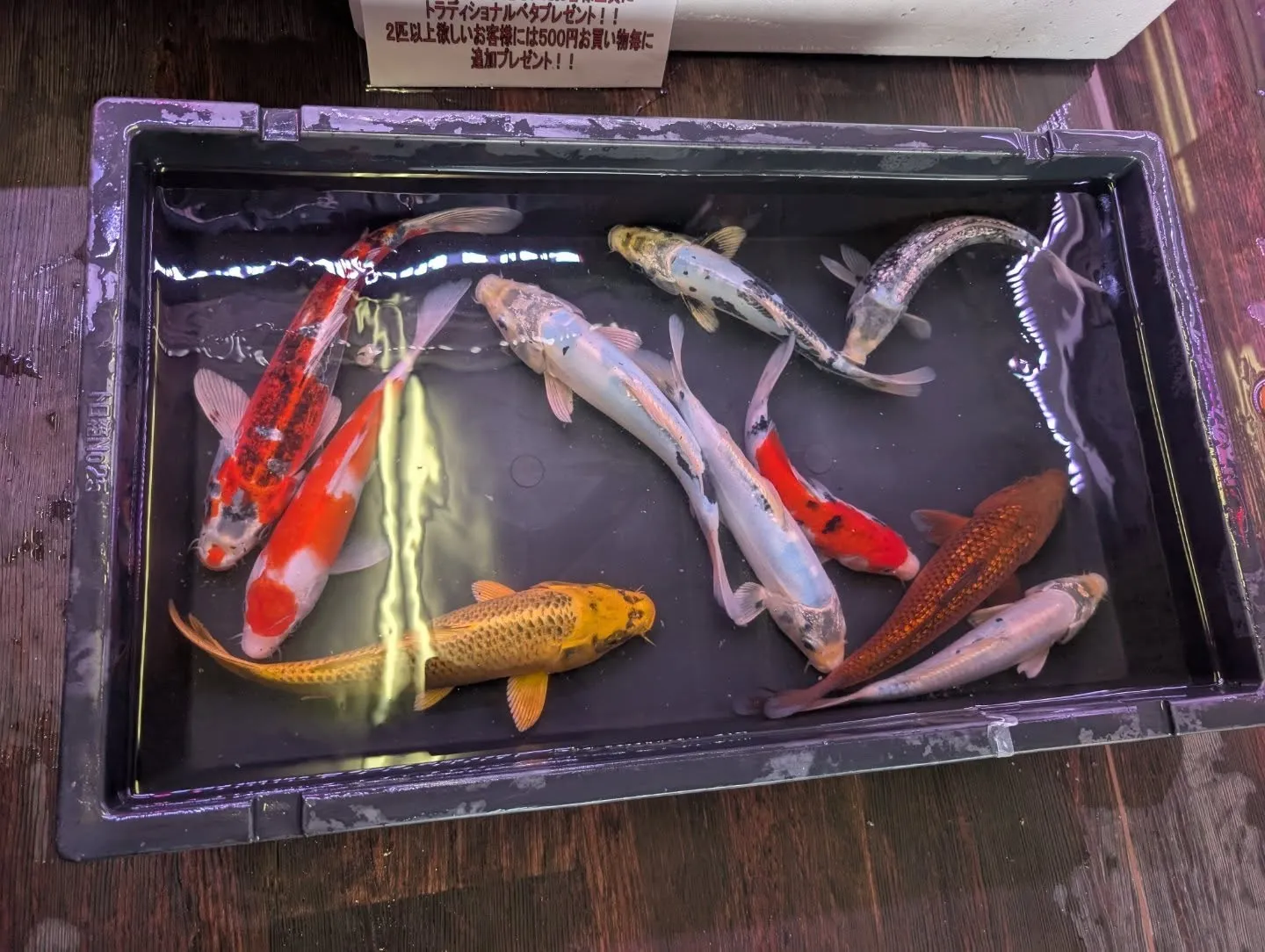 本日の入荷情報✨(錦鯉)