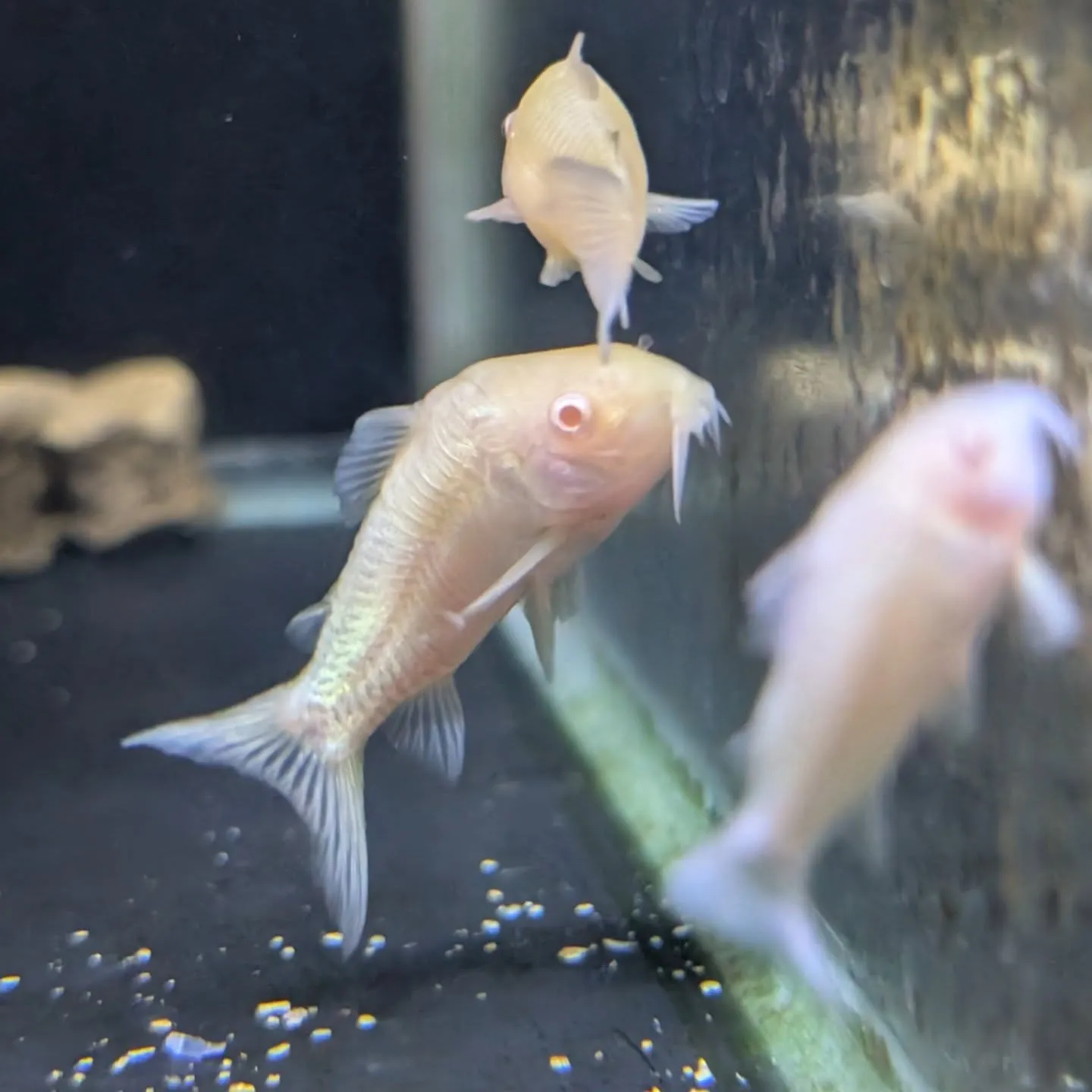 本日の入荷情報✨(熱帯魚)