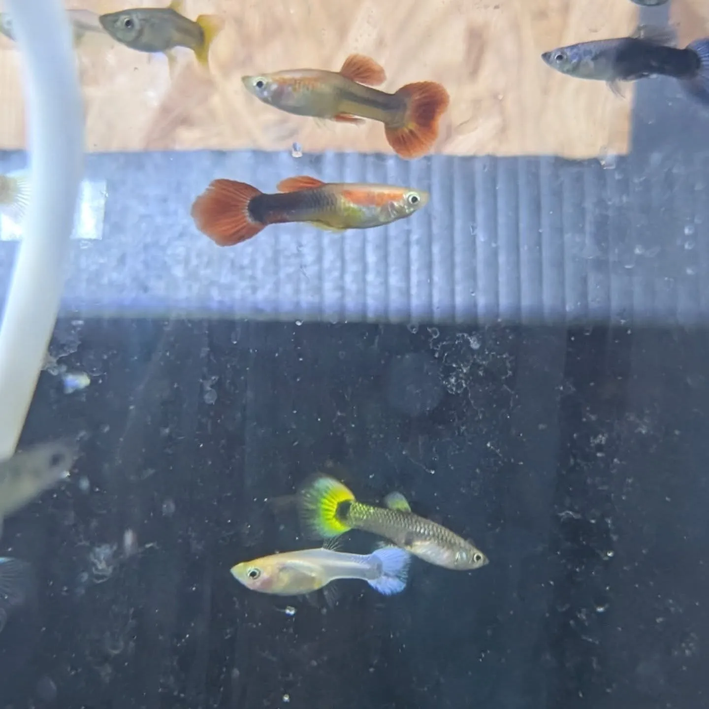 本日の入荷情報✨(熱帯魚)