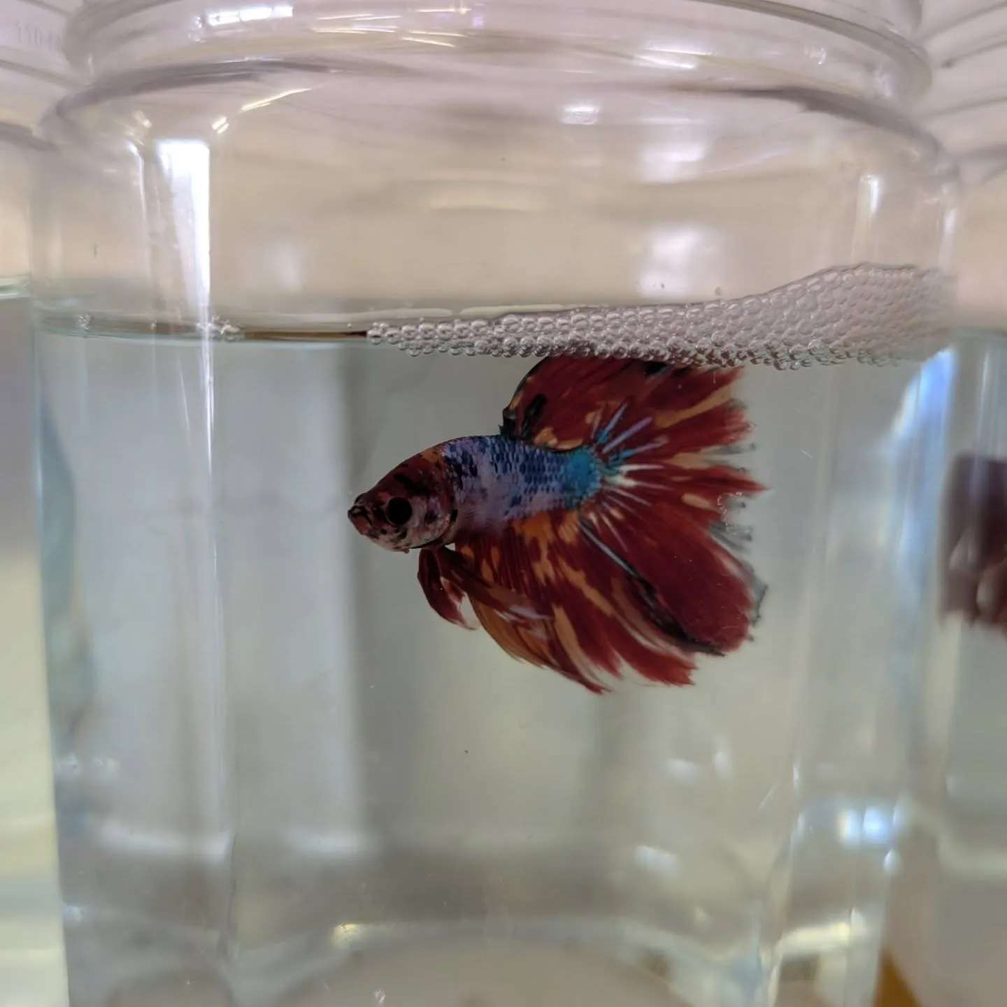 本日の入荷情報✨(熱帯魚)
