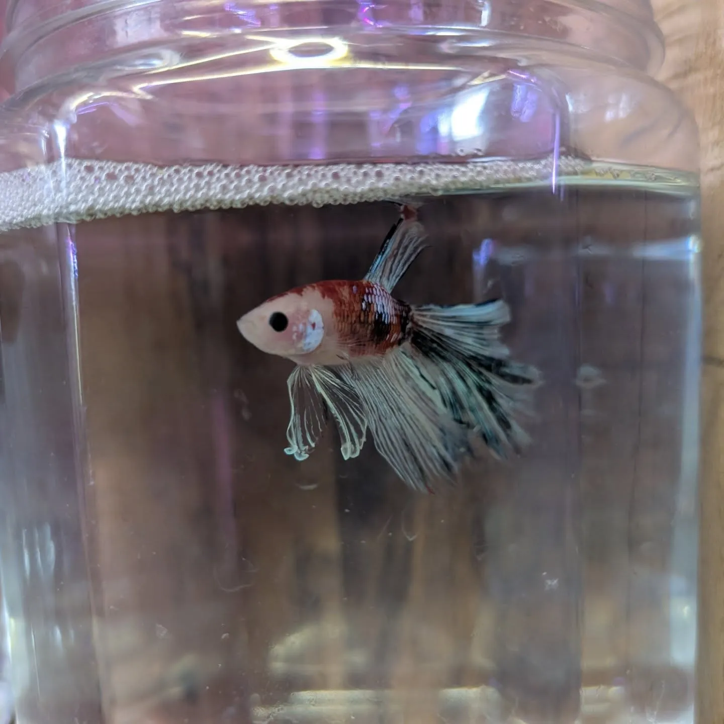 本日の入荷情報✨(熱帯魚)