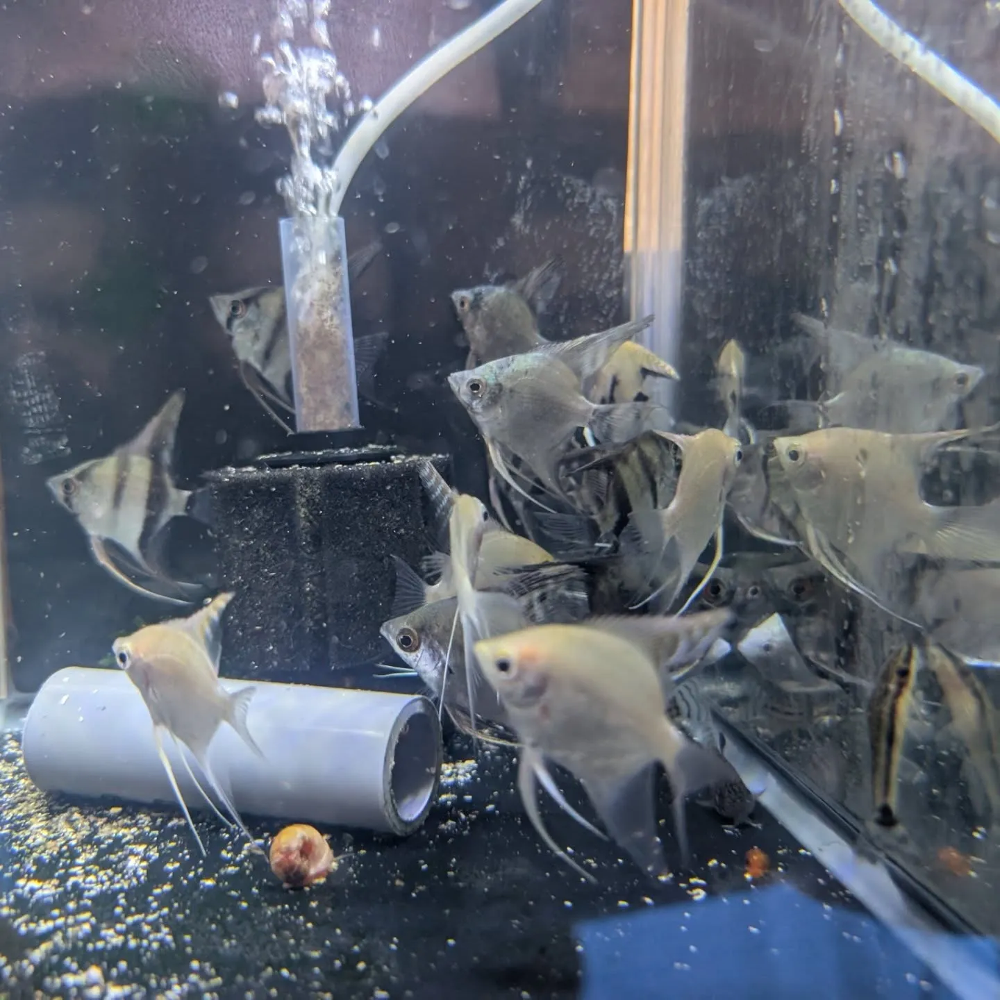 本日の入荷情報✨(熱帯魚)